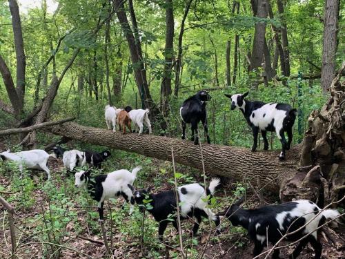 Goats Browsing On Buckthorn
